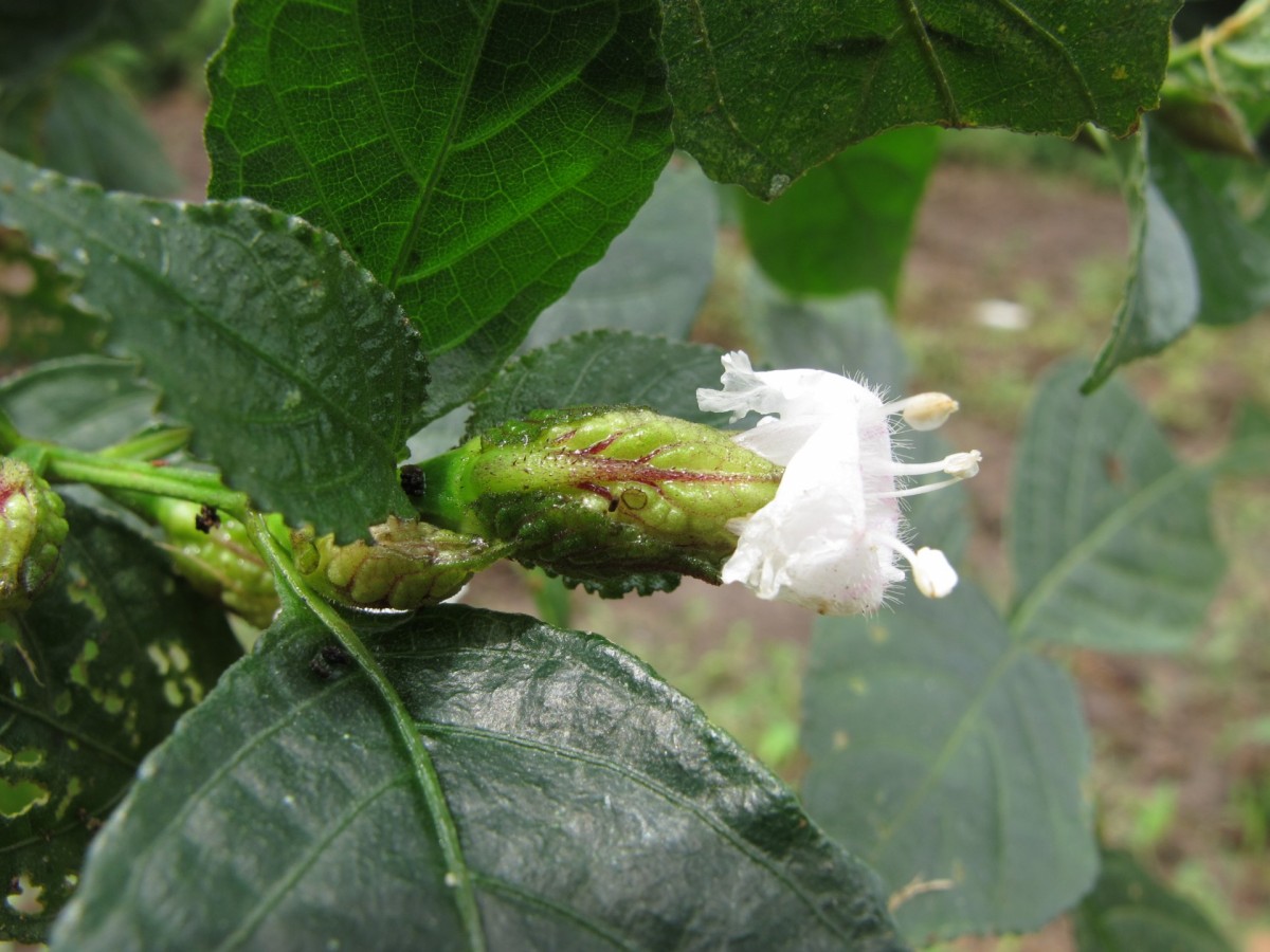 Strobilanthes thwaitesii T.Anderson